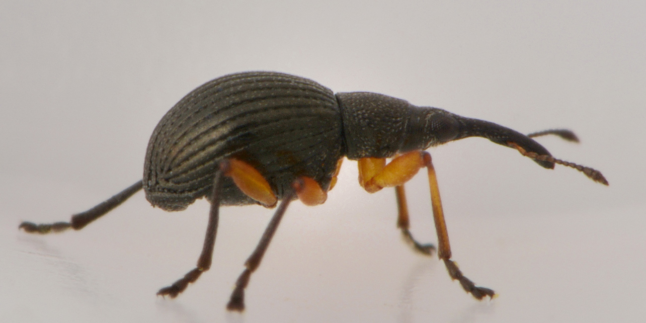 Apionidae: Protapion sp?   Sì,  Protapion apricans